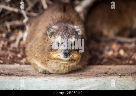 Photo en gros plan de Hyrax en Afrique du Sud Banque D'Images