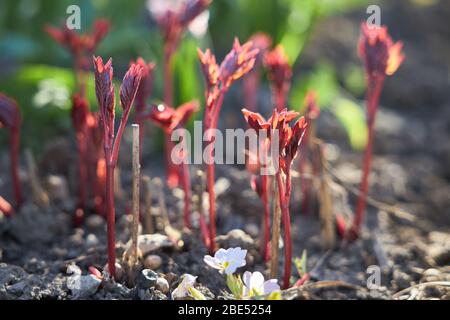 De jeunes pousses de pivoine rouge foncé poussent dans le jardin du printemps Banque D'Images