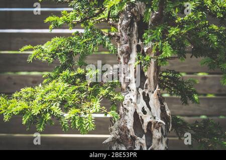 Branches et écorce d'un vieux arbre de Yew bonsai également connu sous le nom de Taxus Baccata Banque D'Images