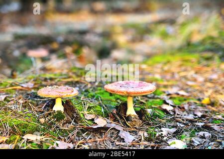 Une paire de champignons toxiques non comestibles d'agaric de mouche dans l'environnement naturel, forêt d'automne, mousse verte, herbe, feuilles mortes, tinting, journée ensoleillée proche-u Banque D'Images