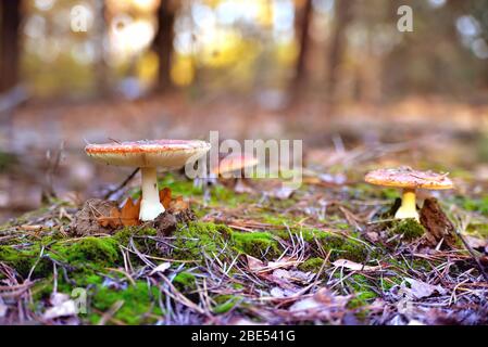 Une paire de champignons toxiques non comestibles d'agaric de mouche dans l'environnement naturel, forêt d'automne, mousse verte, herbe, feuilles mortes, tinting, journée ensoleillée proche-u Banque D'Images