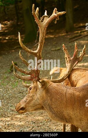 Un cerf rouge, balayant la peau de la bête de son anteur Banque D'Images