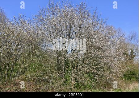 Arbres en fleurs. Racines Cray Meadows, Sidcup, Kent. ROYAUME-UNI