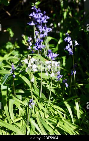 Bluebells (Endymion nonscriptus) floraison dans le jardin. Sidcup, Kent. ROYAUME-UNI Banque D'Images