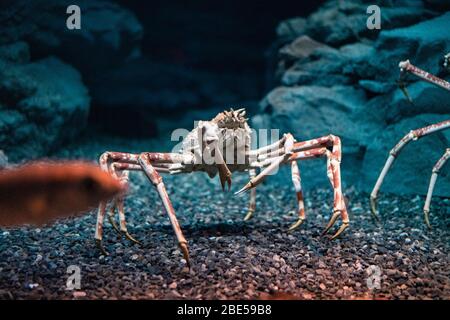 Crabe d'araignée japonais à l'aquarium d'Osaka Kaiyukan, Japon Banque D'Images