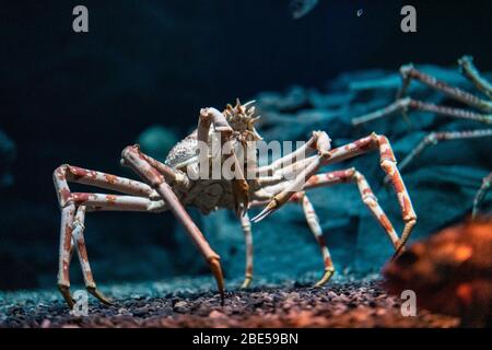 Crabe d'araignée japonais à l'aquarium d'Osaka Kaiyukan, Japon Banque D'Images