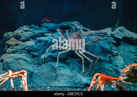 Crabe d'araignée japonais à l'aquarium d'Osaka Kaiyukan, Japon Banque D'Images