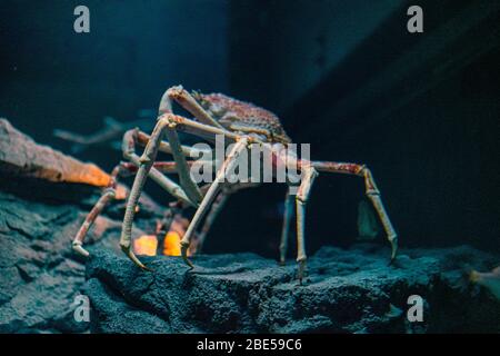 Crabe d'araignée japonais à l'aquarium d'Osaka Kaiyukan, Japon Banque D'Images