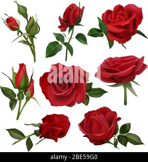 Bouquet de roses décoratives réalistes. Bouquets de roses rouges fleuries, fleurs avec feuilles et burgeon, bouquet de fleurs fleuries ensemble d'illustrations vectorielles isolées Illustration de Vecteur