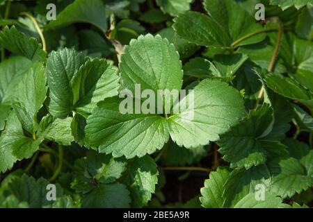 Usine de fraise. Fleurs de fraise. Buissons de baies sauvages. Banque D'Images