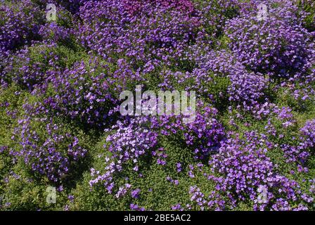 Aubretia, également connue sous le nom de Rock Cress, fleurit dans le jardin de roche au printemps Banque D'Images