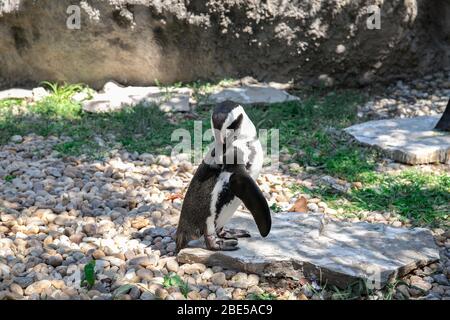 Pingouin africain dans la nature. Journée ensoleillée et chaude Banque D'Images
