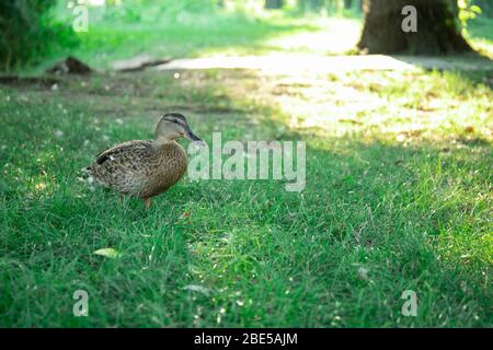 Canard dans la prairie dans le parc. Beau temps ensoleillé. Canard dans la nature Banque D'Images