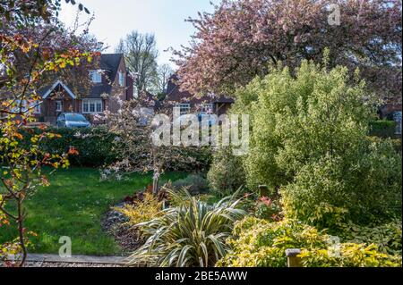 Printemps en banlieue. Route résidentielle à Haywards Heath, West Sussex, Angleterre avec des cerisiers en pleine floraison. Banque D'Images