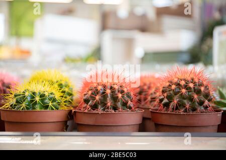 Petits cactus décoratifs. De superbes cactus multicolores dans un fleuriste Banque D'Images