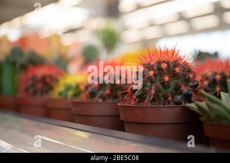 Petits cactus décoratifs. De superbes cactus multicolores dans un fleuriste Banque D'Images