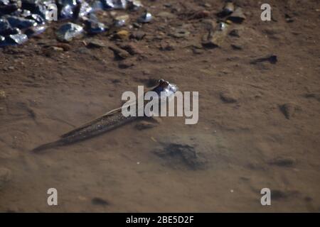 Poisson de bousiche dans des eaux peu profondes, Thaïlande Banque D'Images