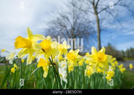 Cumbernauld, Royaume-Uni. 12 avril 2019. Photo : des jonquilles qui se crapissent partout, tandis que le printemps fait chaud, des jonquilles se baignent au soleil. Crédit : Colin Fisher/Alay Live News Banque D'Images