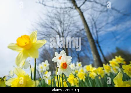 Cumbernauld, Royaume-Uni. 12 avril 2019. Photo : des jonquilles qui se crapissent partout, tandis que le printemps fait chaud, des jonquilles se baignent au soleil. Crédit : Colin Fisher/Alay Live News Banque D'Images