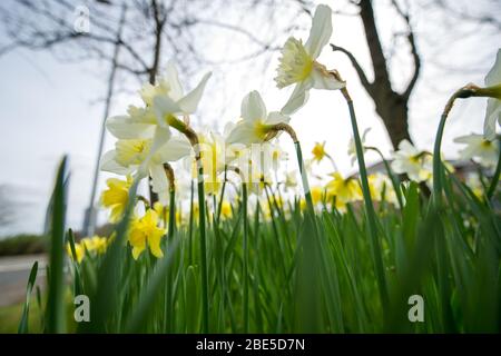 Cumbernauld, Royaume-Uni. 12 avril 2019. Photo : des jonquilles qui se crapissent partout, tandis que le printemps fait chaud, des jonquilles se baignent au soleil. Crédit : Colin Fisher/Alay Live News Banque D'Images