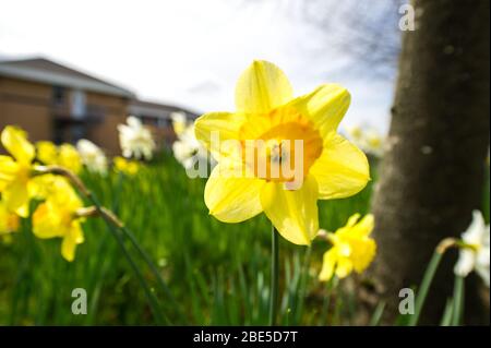 Cumbernauld, Royaume-Uni. 12 avril 2019. Photo : des jonquilles qui se crapissent partout, tandis que le printemps fait chaud, des jonquilles se baignent au soleil. Crédit : Colin Fisher/Alay Live News Banque D'Images