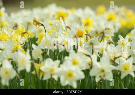 Cumbernauld, Royaume-Uni. 12 avril 2019. Photo : des jonquilles qui se crapissent partout, tandis que le printemps fait chaud, des jonquilles se baignent au soleil. Crédit : Colin Fisher/Alay Live News Banque D'Images