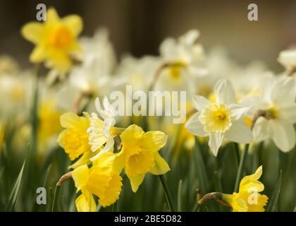 Cumbernauld, Royaume-Uni. 12 avril 2019. Photo : des jonquilles qui se crapissent partout, tandis que le printemps fait chaud, des jonquilles se baignent au soleil. Crédit : Colin Fisher/Alay Live News Banque D'Images