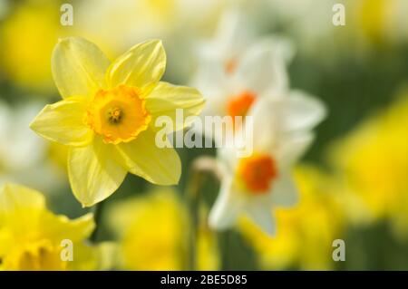 Cumbernauld, Royaume-Uni. 12 avril 2019. Photo : des jonquilles qui se crapissent partout, tandis que le printemps fait chaud, des jonquilles se baignent au soleil. Crédit : Colin Fisher/Alay Live News Banque D'Images