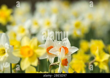 Cumbernauld, Royaume-Uni. 12 avril 2019. Photo : des jonquilles qui se crapissent partout, tandis que le printemps fait chaud, des jonquilles se baignent au soleil. Crédit : Colin Fisher/Alay Live News Banque D'Images