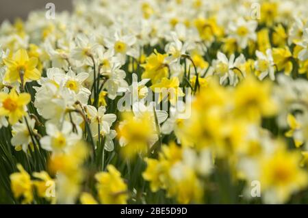 Cumbernauld, Royaume-Uni. 12 avril 2019. Photo : des jonquilles qui se crapissent partout, tandis que le printemps fait chaud, des jonquilles se baignent au soleil. Crédit : Colin Fisher/Alay Live News Banque D'Images