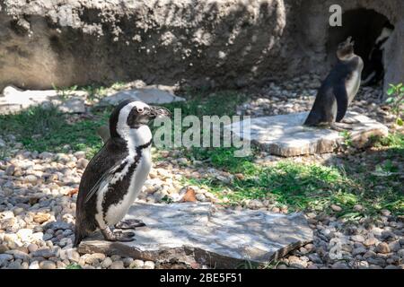 Pingouin africain parmi les rochers dans l'herbe sur la côte de l'océan. Pingouin africain (Spheniskus demersus), également connu sous le nom de pingouin noir. Banque D'Images
