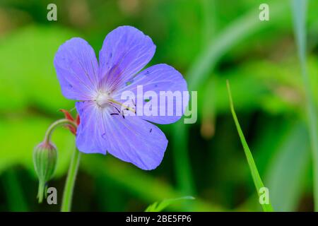 Gros plan sur une tête de fleur de fard à fard unique Banque D'Images