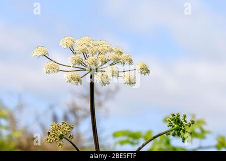 Gros plan sur une tête de fleur géante de Hogweed Banque D'Images