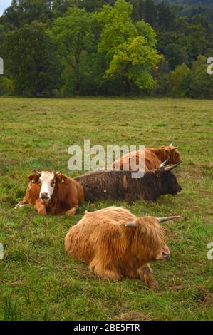 Vaches des Highlands dans les champs par Loch Achray, Trossachs Ecosse Banque D'Images
