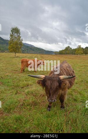 Vaches des Highlands dans les champs par Loch Achray, Trossachs Ecosse Banque D'Images