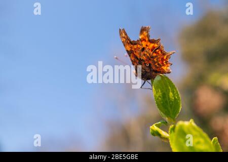 Virgule papillon assis sur une feuille verte. Le petit marquage blanc semi circulaire, distinctif à ces papillons peut être vu sur son aile, Banque D'Images