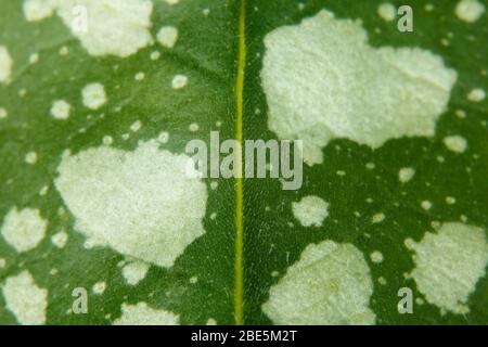 Feuille tachetée de médunica pulmonaria Banque D'Images