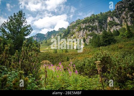 Magnifique photo de forêt verte. Pins et un sentier dans la forêt. Fond de montagne d'été. Rila montagne, Bulgarie Banque D'Images