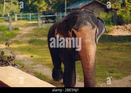 Éléphant d'Asie du taureau dans le parc national de Wasggomuwa, Sri Lanka Banque D'Images