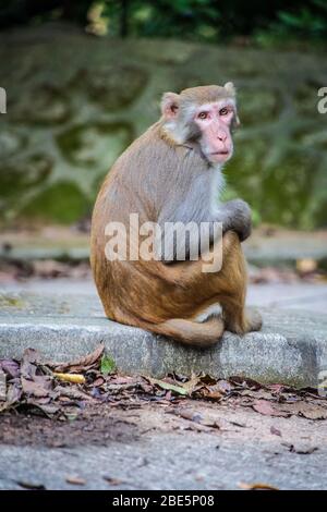 Singe rhésus assis sur un bois dans un parc de campagne de Hong Kong Banque D'Images