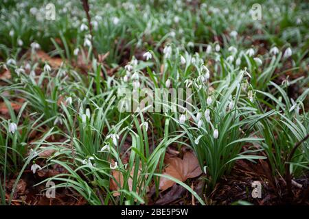 Champ de chutes de neige recouvert de rosée en mars au jardin botanique Flora, Cologne, Allemagne Banque D'Images