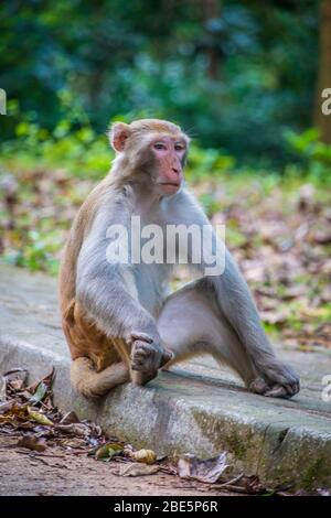 Singe rhésus assis sur un bois dans un parc de campagne de Hong Kong Banque D'Images