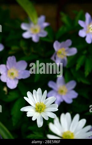 Anemone blanda blanc abat-jour,anemone nemorosa robinsoniana, bleu,fleurs, fleur, fleuri, bois, bois, bois, bois, ombre, ombragé, ombragé, plante, flore RM Banque D'Images