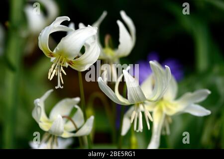 erythronium californicum beauté blanche, fleurs blanches, jardin boisé,ombragé,ombragé,bois,violet dent chien,printemps,fleurs,fleur,floraison,RM Flor Banque D'Images