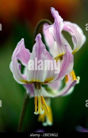 Erythronium Cascade Sunset Strain, fleurs roses douces, jardin boisé, ombragé, ombragé, bois, violet dent chien, printemps, fleurs, fleur, floraison, RM Flor Banque D'Images