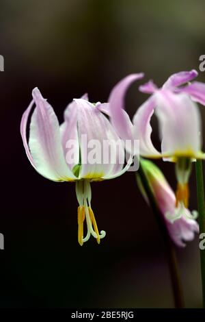 Erythronium Cascade Sunset Strain, fleurs roses douces, jardin boisé, ombragé, ombragé, bois, violet dent chien, printemps, fleurs, fleur, floraison, RM Flor Banque D'Images