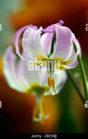 Erythronium Cascade Sunset Strain, fleurs roses douces, jardin boisé, ombragé, ombragé, bois, violet dent chien, printemps, fleurs, fleur, floraison, RM Flor Banque D'Images