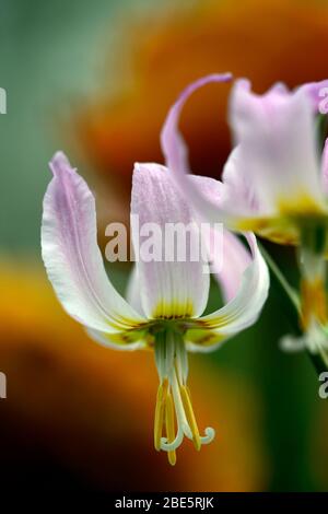 Erythronium Cascade Sunset Strain, fleurs roses douces, jardin boisé, ombragé, ombragé, bois, violet dent chien, printemps, fleurs, fleur, floraison, RM Flor Banque D'Images