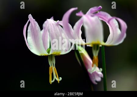 Erythronium Cascade Sunset Strain, fleurs roses douces, jardin boisé, ombragé, ombragé, bois, violet dent chien, printemps, fleurs, fleur, floraison, RM Flor Banque D'Images