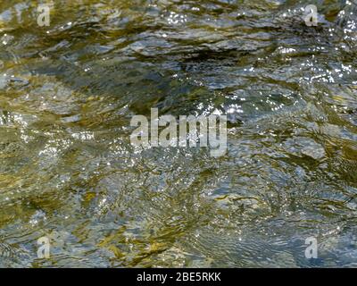 Rivière sauvage avec eau douce (Königseeache) Banque D'Images